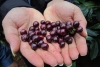 베트남, 커피 원두 가격 10년만에 최저치..., 재배 농민들 신음