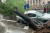 하노이시: 폭우로 가로수 뿌리 뽑혀 길가에 세워둔 차량 덮쳐 파손