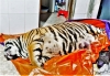 하띤성: 멸종 위기에 처한 ‘호랑이’ 요리용으로 보관하다 발각