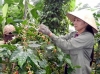 베트남, 2015년 1월 커피 수출량 감소