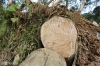 베트남, 태풍 몰라베로 고무나무 농장 큰 피해.., 라텍스 생산 영향