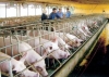 베트남 정부가 삼성에 돼지고기를 많이 사달라는 이유