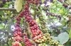 세계 커피 수출 2위 국가로 자리잡은 베트남…, 시장 점유율 14.2％