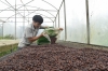 기후변화 영향 베트남 커피생산량감소, 수출감소로 이어져