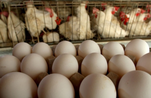 베트남 계란은 과연 안전한 걸까?