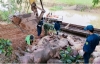 베트남, 돼지고기 가격 급증하자 캄보디아에서 밀수 증가