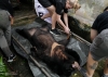 베트남 야생동물 수입 재개