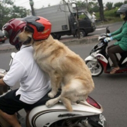 트랜드: 오토바이와 함께하는 애완동물들