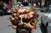 베트남, 개고기 등 애완동물 식용 멈출까? 정부 홍보 활동 강화