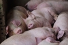 베트남, 태국에서 돼지 190만 마리 산 채로 수입 예정