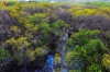 황홀한 풍경 연출하는 중부 지역의 가을 맹그로브 숲
