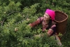 라오까이省, '자두' 수확 한창.., 관광 축제도 시작
