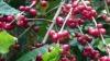 베트남 커피, 세계 80개 국가로 수출